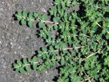 Euphorbia prostrata. Побеги зацветающего растения. Донецк, бот. сад. 16.06.2018.