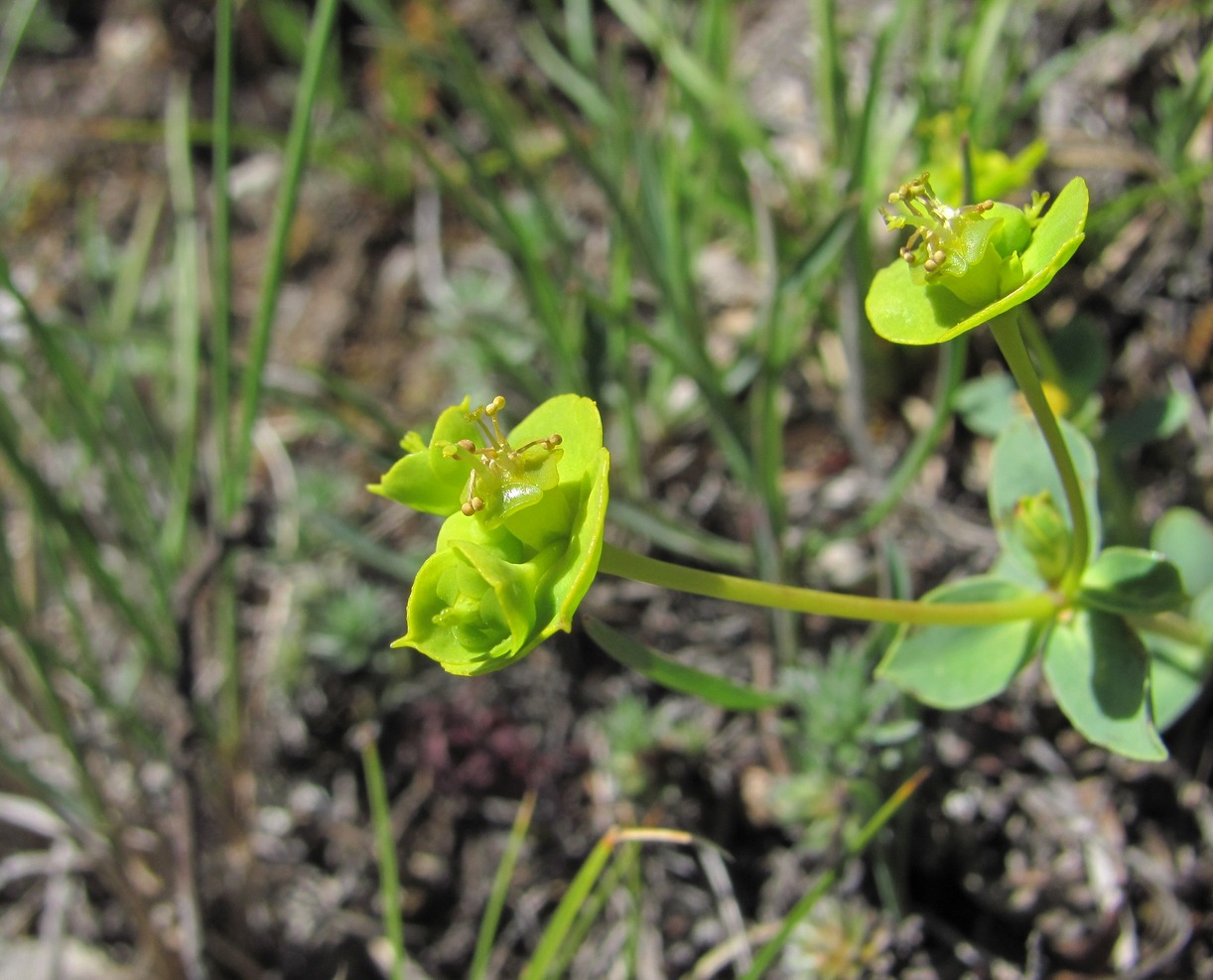 Изображение особи Euphorbia glareosa.