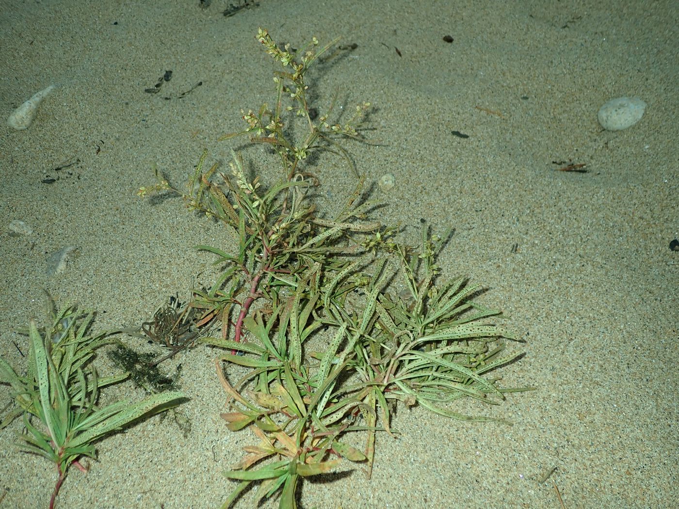 Изображение особи Aconogonon ocreatum var. laxmannii.