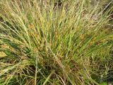 Carex secalina