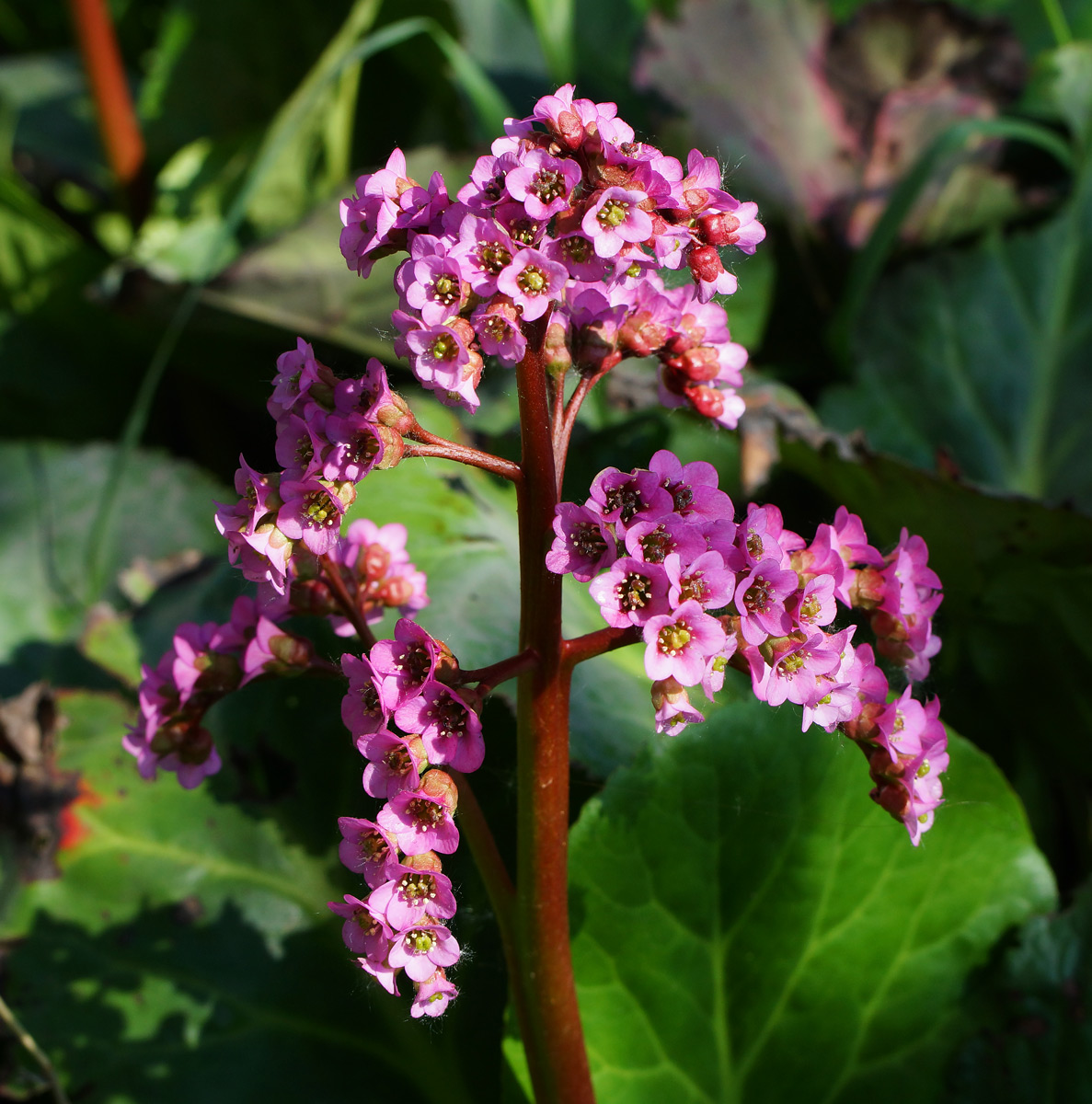 Изображение особи Bergenia crassifolia.