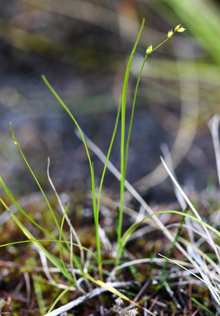 Изображение особи Carex disperma.