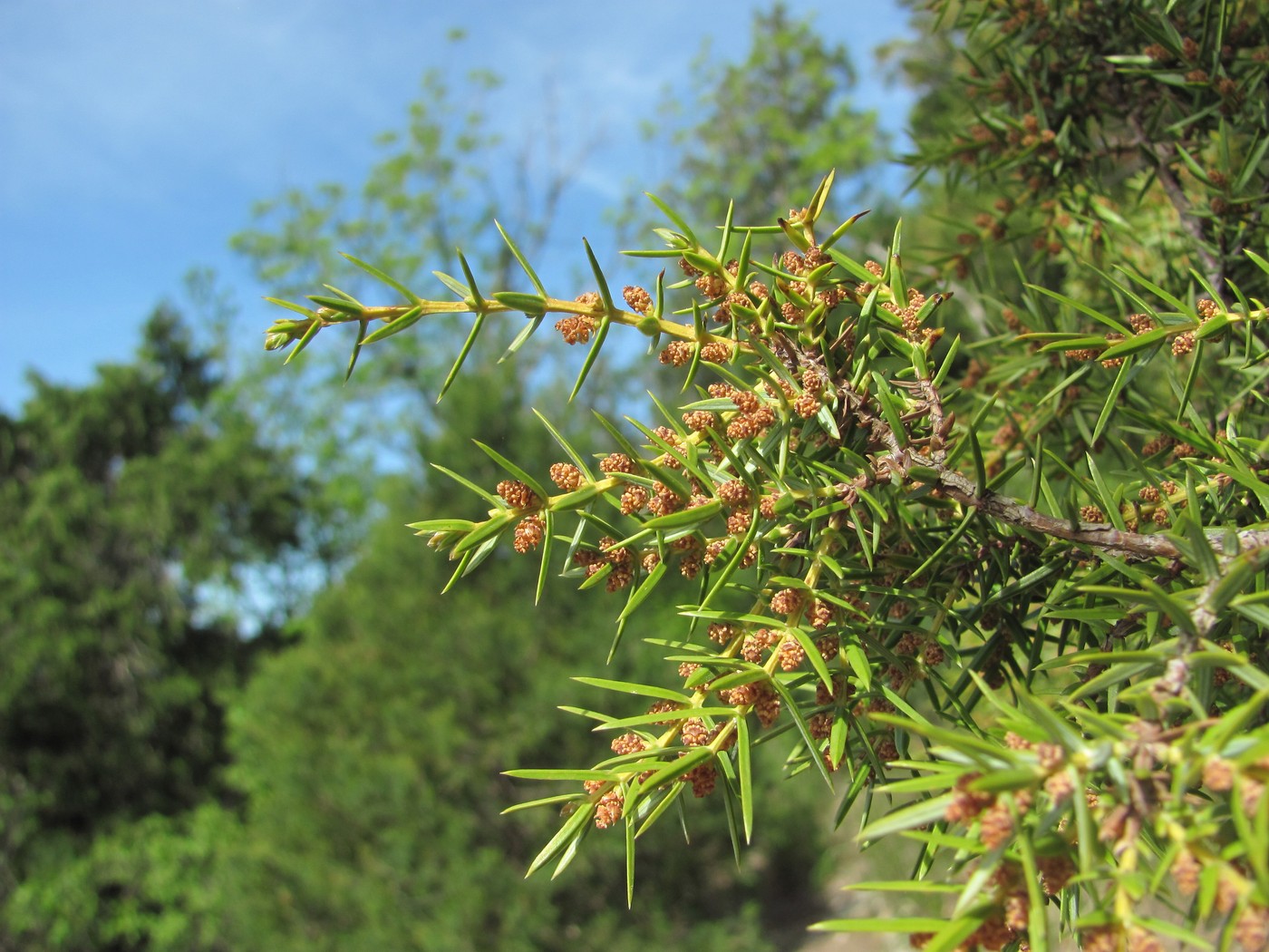 Изображение особи Juniperus deltoides.