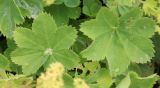 Alchemilla valdehirsuta