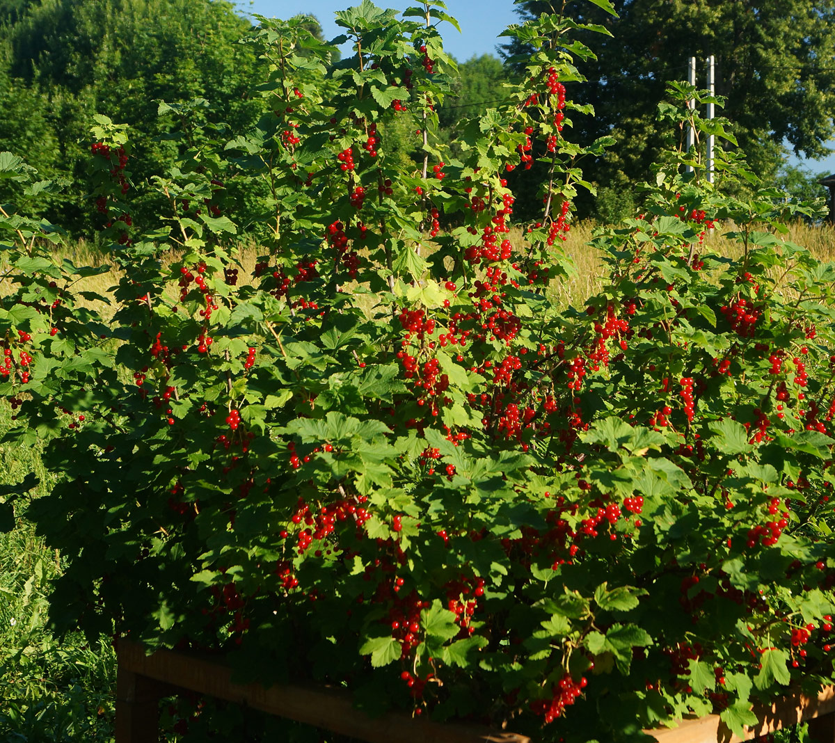 Изображение особи Ribes rubrum.