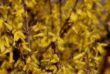 Forsythia × intermedia