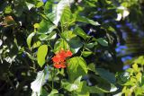 Cordia subcordata