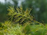 Adonis vernalis