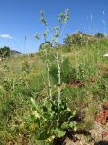 Eryngium macrocalyx. Растения с формирующимися соцветиями. Казахстан, Туркестанская (б. Южно-Казахстанская) обл., Сырдарья-Туркестанский государственный региональный природный парк, Боралдайский филиал, дол. р. Боралдай, саванноидное сообщество. 05.06.2017.