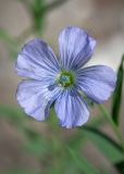 Linum usitatissimum