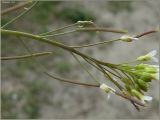 Arabidopsis thaliana