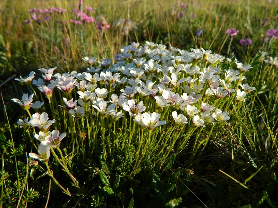 Image of Minuartia arctica specimen.