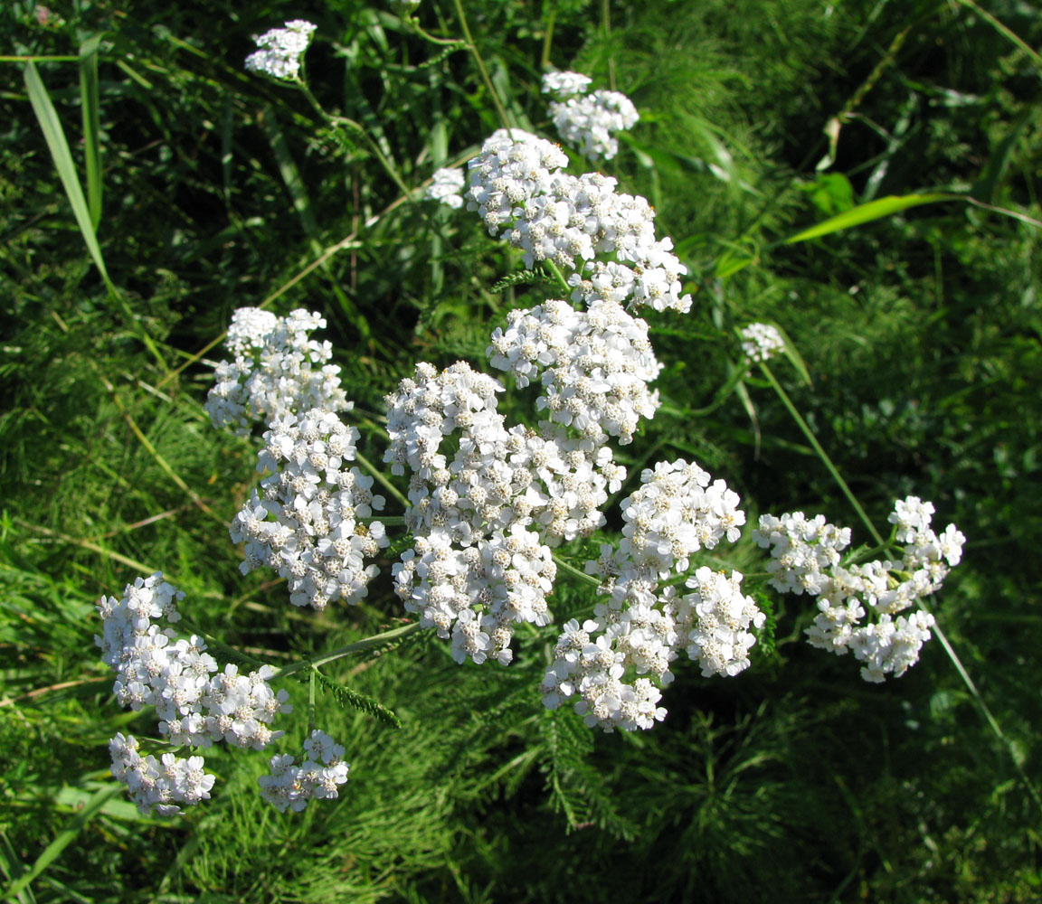 Изображение особи Achillea collina.