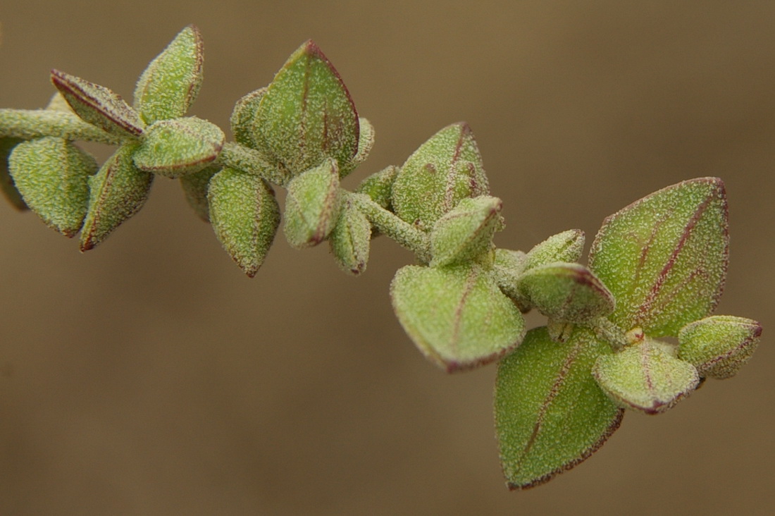 Изображение особи Atriplex oblongifolia.