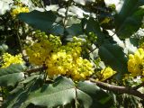 Mahonia aquifolium. Ветви растения с соцветиями. Крым, Ялта. 05.04.2009.