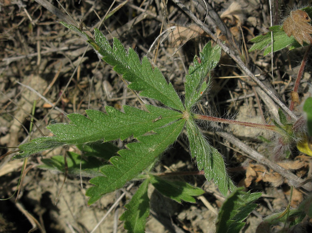 Изображение особи Potentilla pedata.