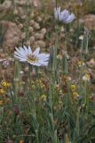 Tragopogon collinus. Верхушка цветущего растения. Israel, Negev Mountains, Borot Lotz. 16.04.2010.