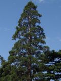 Sequoiadendron giganteum. Верхняя часть кроны. Южный берег Крыма, Никитский ботанический сад. 24.05.2013.