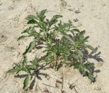 Amaranthus albus