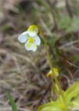 Pinguicula alpina. Цветок. Кольский п-ов, Хибины, подножие у южного склона массива Кукисвумчорр. 17.06.2013.