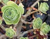 Aeonium arboreum. Верхушки побегов. Германия, г. Дюссельдорф, Ботанический сад университета. 14.08.2013.