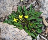 Corchorus erodioides. Цветущее растение. Сокотра, вади Айхафт. 05.01.2014.