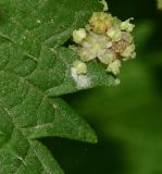 Urtica pilulifera