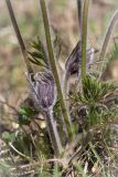 Pulsatilla pratensis. Бутон и листья. Ленинградская обл., Кингисеппский р-н, сосновый лес между оз. Судачье и Бабинское. 17.05.2014.