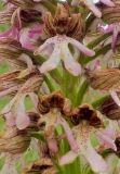 Orchis подвид caucasica