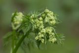 Anthriscus sylvestris. Соцветия. Ставропольский край, Бештаугорский заказник. 04.05.2014.