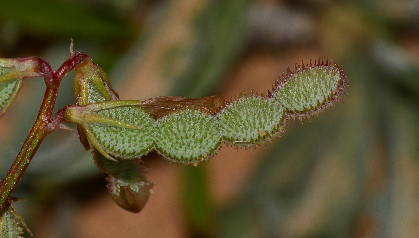 Изображение особи Hedysarum spinosissimum.