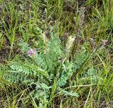 Oxytropis argentata