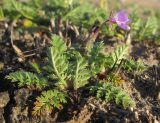 Erodium cicutarium