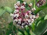 Asclepias syriaca