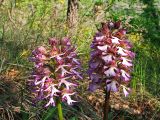Orchis &times; angusticruris