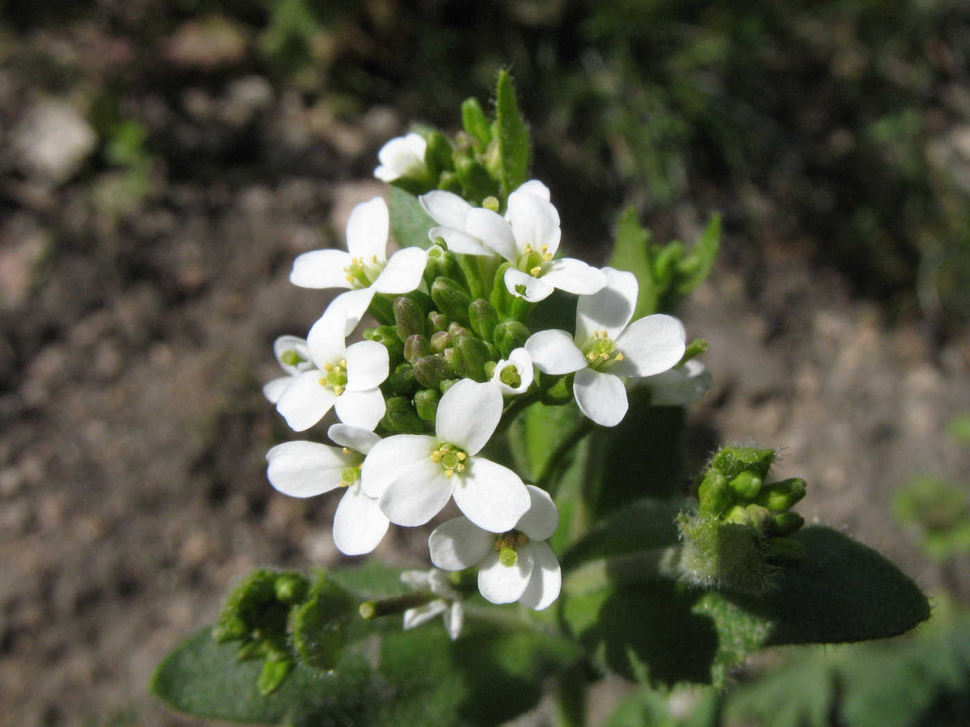 Изображение особи Arabis auriculata.