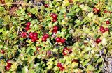 Vaccinium vitis-idaea разновидность minus. Веточки с ягодами. Кольский п-ов, Восточный Мурман, Дальние Зеленцы. Конец сентября 2006 г.