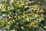 Euphorbia characias