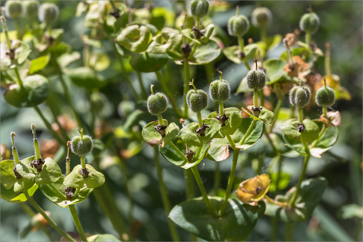 Изображение особи Euphorbia characias.