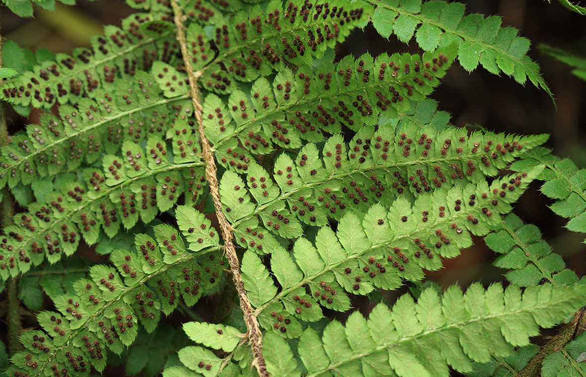 Изображение особи Polystichum braunii.