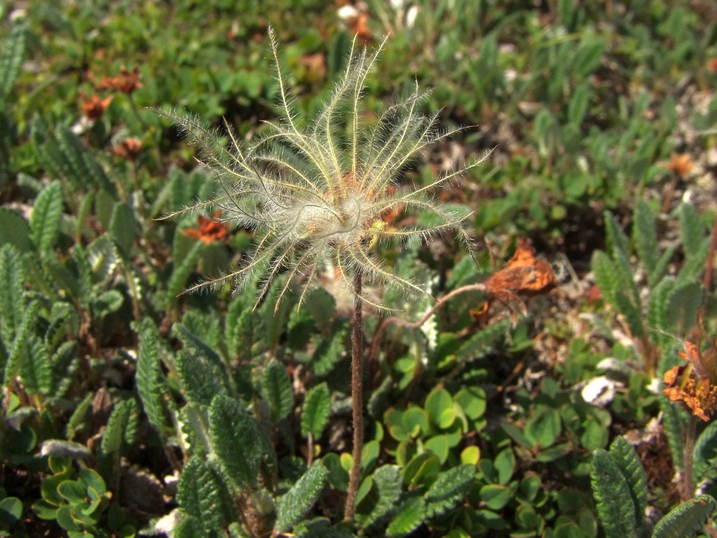 Изображение особи Dryas ajanensis.