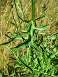 Centaurea scabiosa. Листья в средней части побега. Республика Мордовия, Большеберезниковский р-н, окр. с. Вейсэ, открытый склон с выходами мергелисто-меловых пород. 5 августа 2016 г.