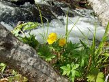 Trollius membranostylis. Цветущее растение среди ольховника. Магаданская обл., окр. г. Магадан, п-ов Старицкого, руч. Холодный. 16.06.2013.