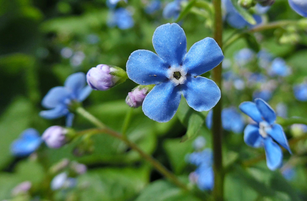 Изображение особи Brunnera sibirica.