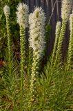 Liatris spicata