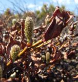 Salix khokhriakovii