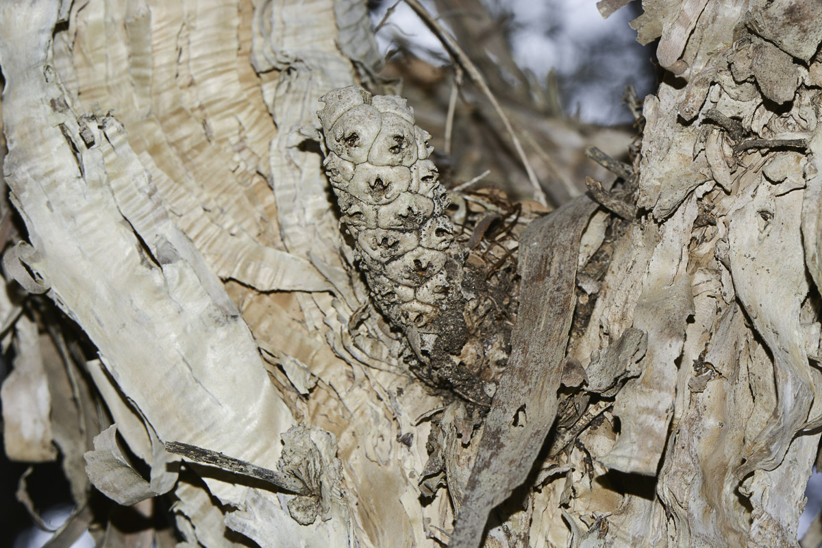 Изображение особи Melaleuca elliptica.