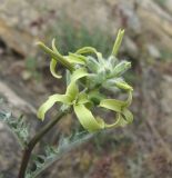 Matthiola daghestanica