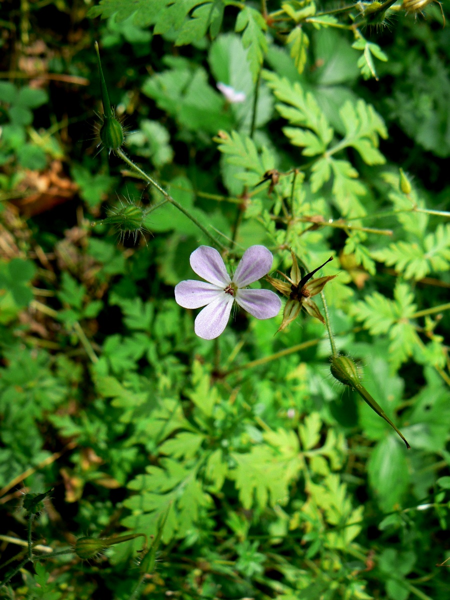 Изображение особи Geranium robertianum.