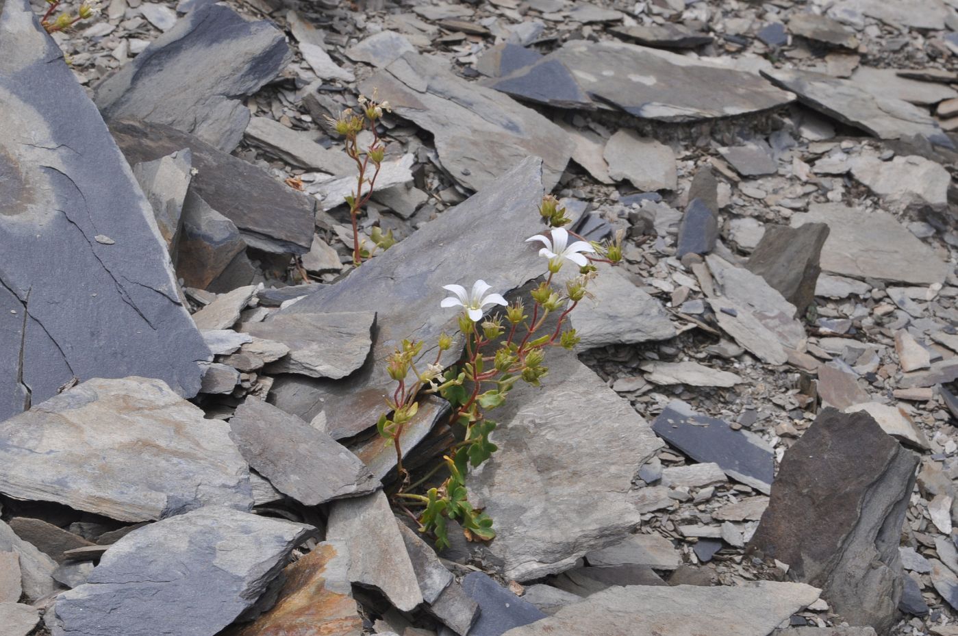 Изображение особи Saxifraga sibirica.